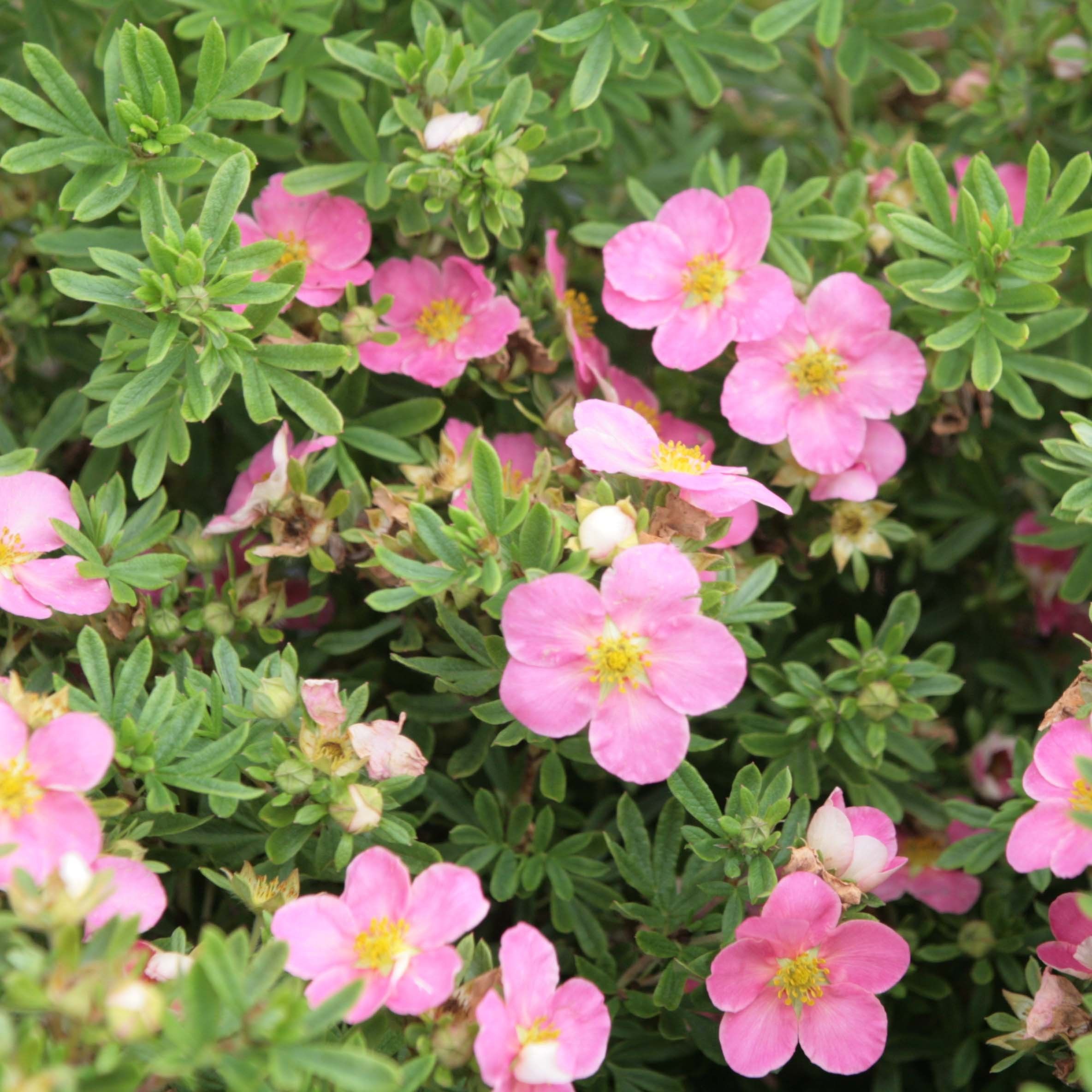 Potentilla fruticosa 'Lovely Pink'